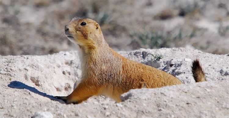 Mexican prairie dog TrekNature Mexican Prairie Dog Photo