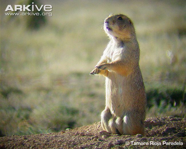 Mexican prairie dog Mexican prairie dog videos photos and facts Cynomys mexicanus