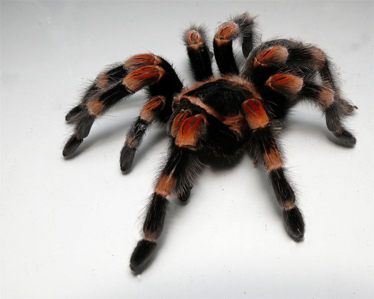 Mexican redknee tarantula Hamilton Reptile All the information you need for your reptiles