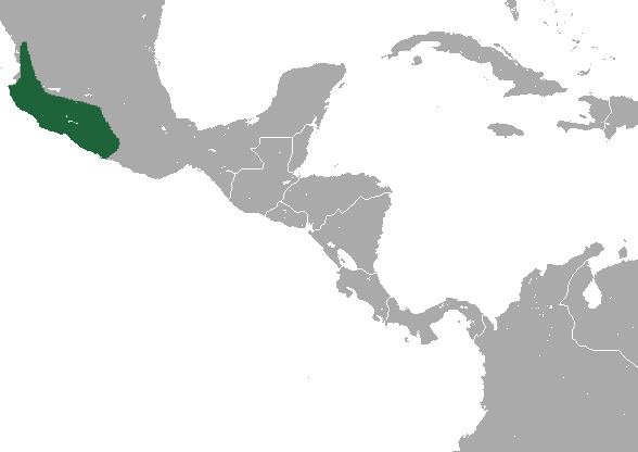 Mexican shrew httpsuploadwikimediaorgwikipediacommons88