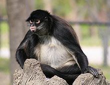 Mexican spider monkey httpsuploadwikimediaorgwikipediacommonsthu