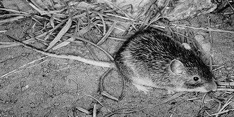 Mexican spiny pocket mouse wwwnsrlttuedutmot1imagesliomirrojpg