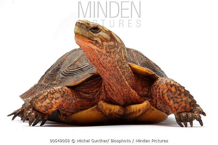 Mexican spotted wood turtle Minden Pictures stock photos Mexican Spotted Wood Turtle