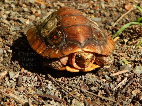 Mexican spotted wood turtle Mexican spotted wood turtle Project Noah