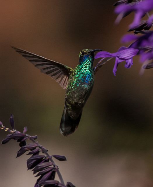 Mexican violetear Mexican Lesser and Sparkling Violetears a gallery on Flickr