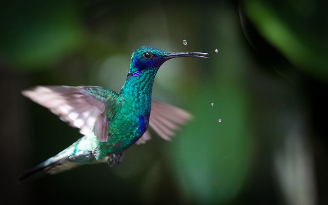Mexican violetear Mexican Lesser and Sparkling Violetears a gallery on Flickr