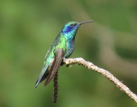 Mexican violetear Taxonomy change 2016 Colibri thalassinus eBird Centroamrica