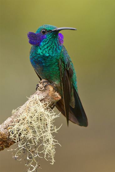Mexican violetear CHRISTMAS MOUNTAINS OASIS Got the Mexican Violetear