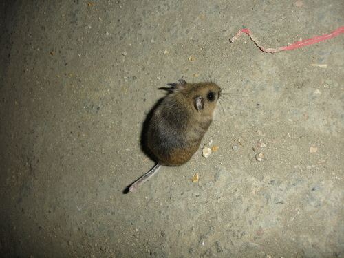 Mexican volcano mouse httpsstaticinaturalistorgphotos1078465medi