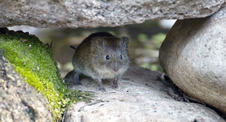 Mexican vole Mexican Vole Microtus mexicanus Santa Fe National Fores Flickr