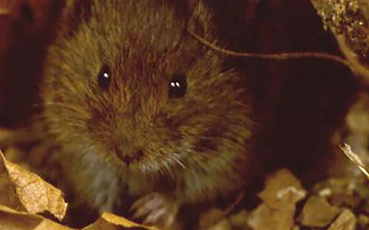 Mexican vole Is endangered vole out of the hole Feds say yes conservationists