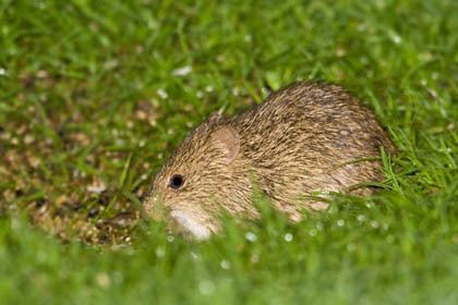 Mexican vole httpskiwifotocomimagesgalleryphotosmexican