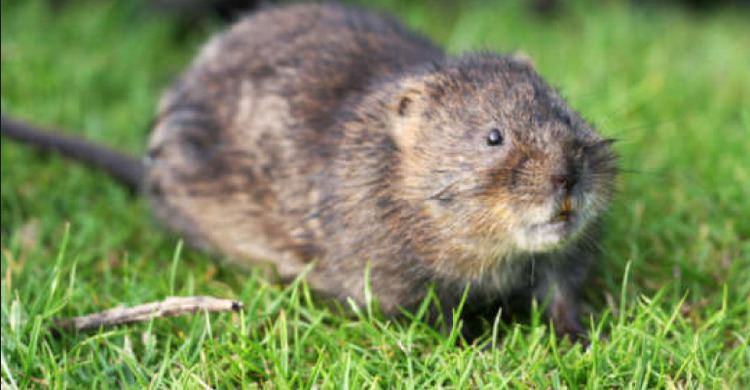 Mexican vole Hualapai Mexican Vole To Be Removed From Endangered Species List