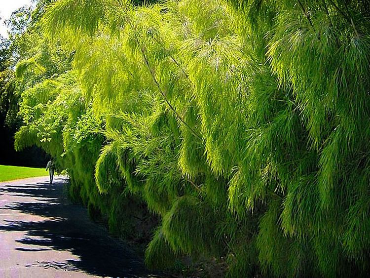 Mexican weeping bamboo Mexican Weeping Bamboo plant for sale GEM