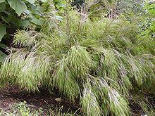 Mexican weeping bamboo Mexican weeping bamboo Wikipedia