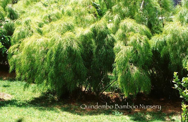 Mexican weeping bamboo Mexican Weeping bambooOtatea acuminata aztecorum Quindembo Bamboo