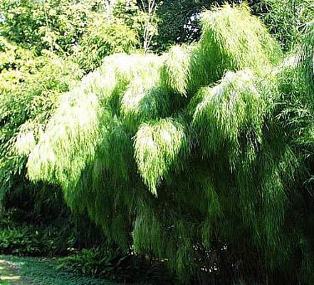 Mexican weeping bamboo Mexican Weeping Bamboo Bamboos Wholesale