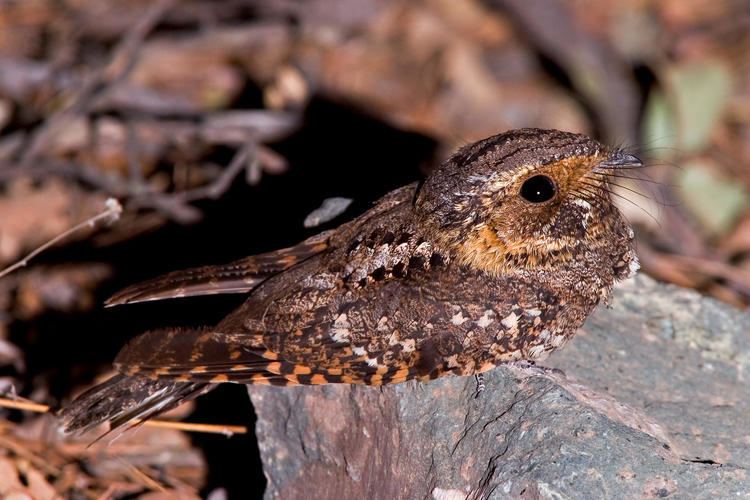 Mexican whip-poor-will Mexican Whippoorwill Audubon Field Guide