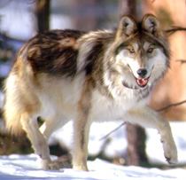 Mexican wolf httpswwwazgfdcomPortalImagesimageswolfMex