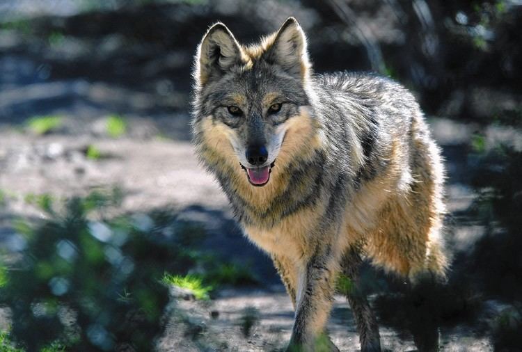 Mexican wolf DNA indicates longago Southland wolf was actually a Mexican gray