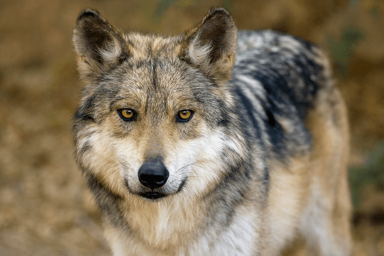 Mexican wolf Mexican Wolf Venngage Free Infographic Maker