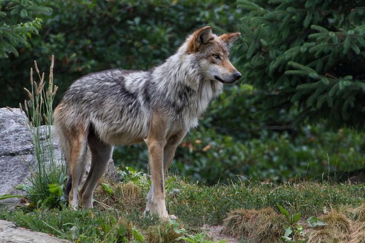 Mexican wolf Mexican Gray Wolf Population Drops