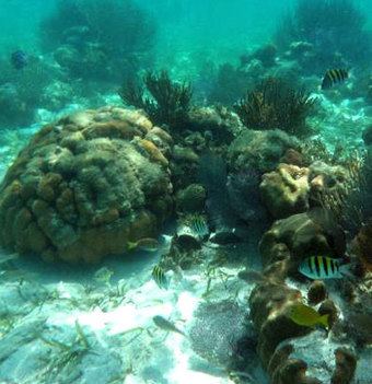 Mexico Rocks Snorkel Mexico Rocks amp Tres Cocos Classy Mystical Adventures Belize