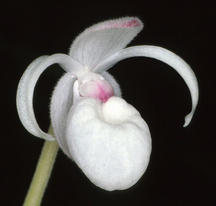 Mexipedium IOSPE PHOTOS