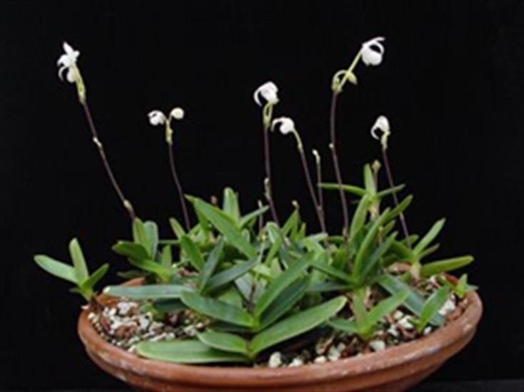 Mexipedium Phrag Mexipedium xerophyticum presented by Orchids Limited