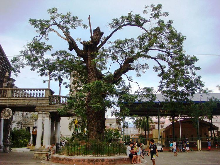 Meycauayan Tree