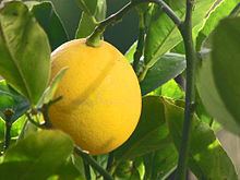 Meyer lemon httpsuploadwikimediaorgwikipediacommonsthu