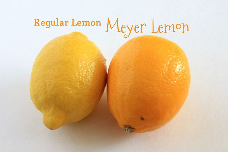 Meyer lemon St Germain amp Meyer Lemon Cocktail