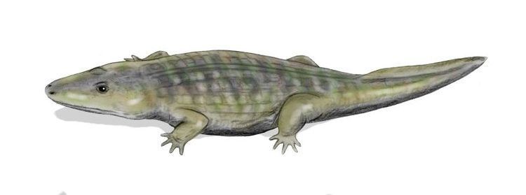 Meyerosuchus