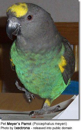 Meyer's parrot Meyer39s Parrots or Brown Parrots as Pets Suitability and Care