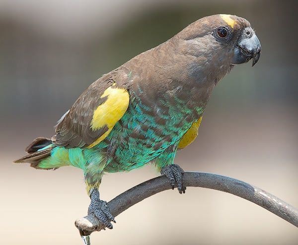 Meyer's parrot Meyer39s Parrot Facts Pet Care Personality Feeding Pictures