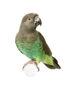 Meyer's parrot lafebercompetbirdswpcontentuploadsphotomey