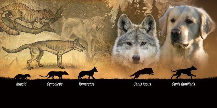 Miacidae Wolves and Dogs Little Big History of the Canine