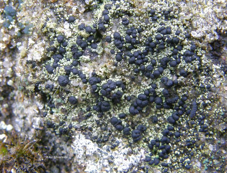 Micarea Micarea lignaria images of British lichens