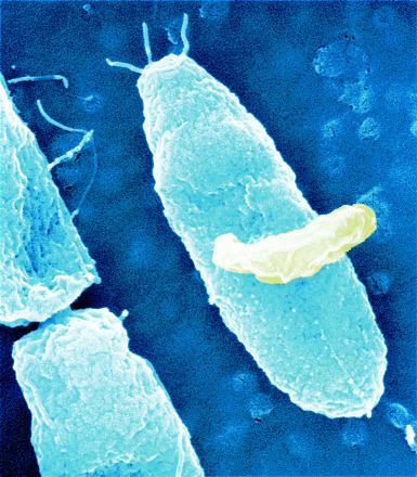 Micavibrio aeruginosavorus bacteria offer potential solution to drug resistance problem