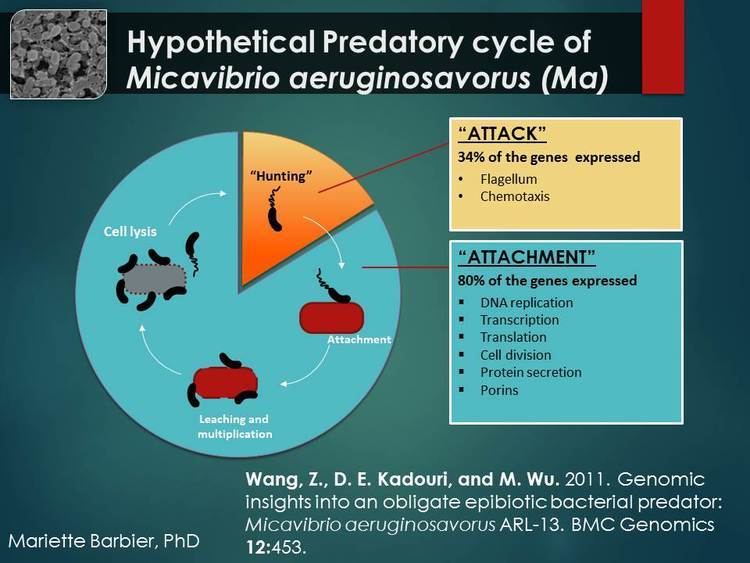 Micavibrio aeruginosavorus Medical Microbiology Predatory Bacteria Alternative to Antibiotics