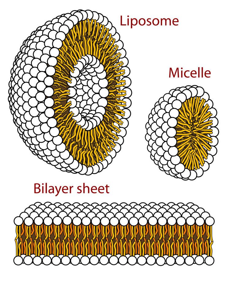 Micelle