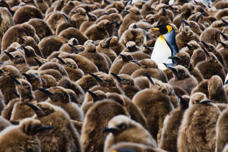 Michael Poliza Antarctic Life in the Polar Regions Amazoncouk Michael Poliza