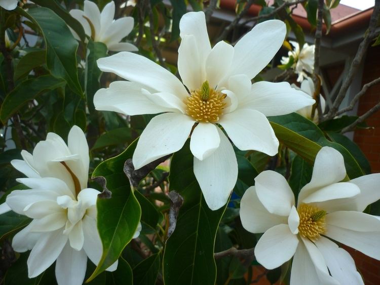 Michelia doltsopa Daily Flower Candy Magnolia doltsopa The Frustrated Gardener