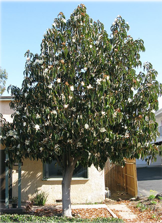 Michelia doltsopa UFEI SelecTree A Tree Selection Guide