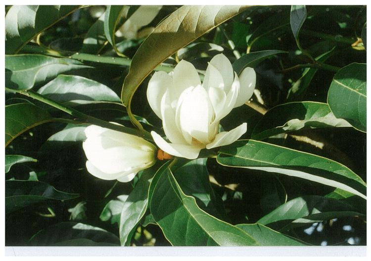 Michelia doltsopa Magnolia doltsopa syn Michelia Warners Nurseries