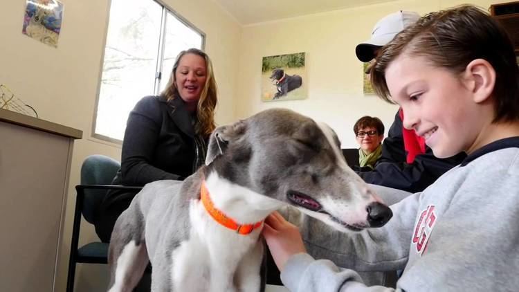 Michelle Brogan Australian Olympian Michelle Brogan Adopts a Greyhound YouTube