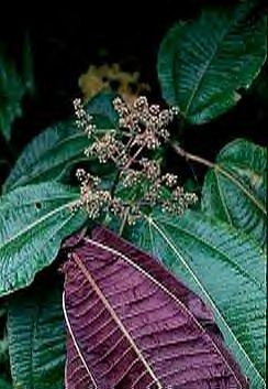 Miconia calvescens Invasion Biology Introduced Species Summary Project Columbia