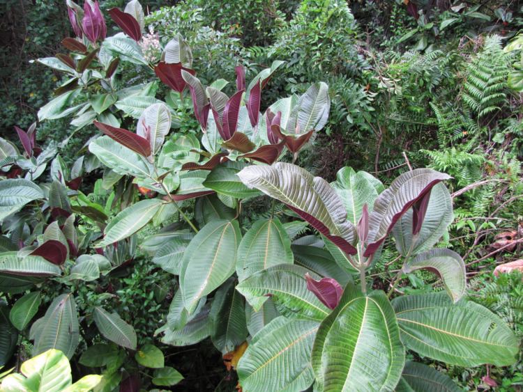 Miconia calvescens Miconia declared pest Department of Agriculture and Food