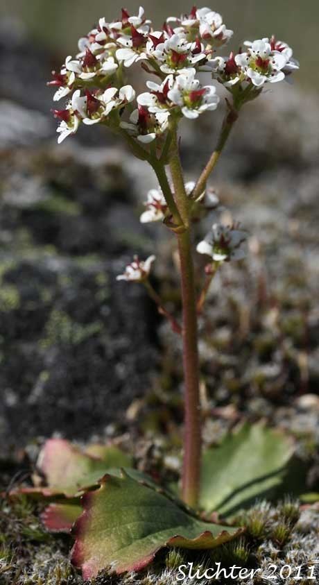 Micranthes Rustyhair Saxifrage Western Saxifrage Micranthes rufidula