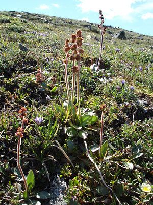 Micranthes hieracifolia Alaska Wildflowersus Micranthes hieraciifolia Waldst amp Kit ex